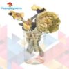 Buy Alacabenzi Magic Mushrooms Online