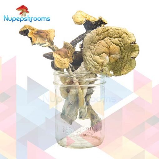 Alacabenzi-Magic-Mushrooms.jpg